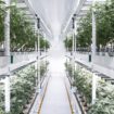 Cultura vertical: o futuro da cannabis?