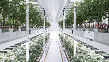 La culture verticale: L'avenir du cannabis?