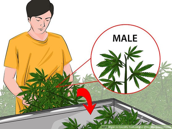 männliche und weibliche Pflanzen identifizieren