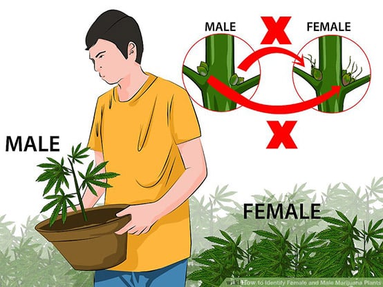 männliche und weibliche Pflanzen identifizieren