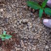 Baue einen perfekten organischen Boden für Cannabis