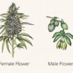 planta, machos, anatomia da Cannabis, anatomia