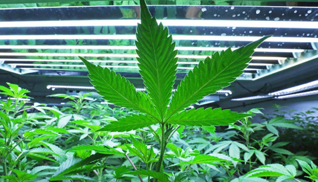 大麻最佳栽培的第一个科学研究 Blog Cannabis