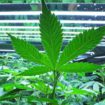 Première étude scientifique sur la culture optimale du cannabis