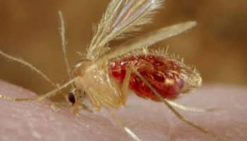 bloodsucking flies, Diptera Psychodidae, tsetse fly, Cannabis Sativa, sand fly